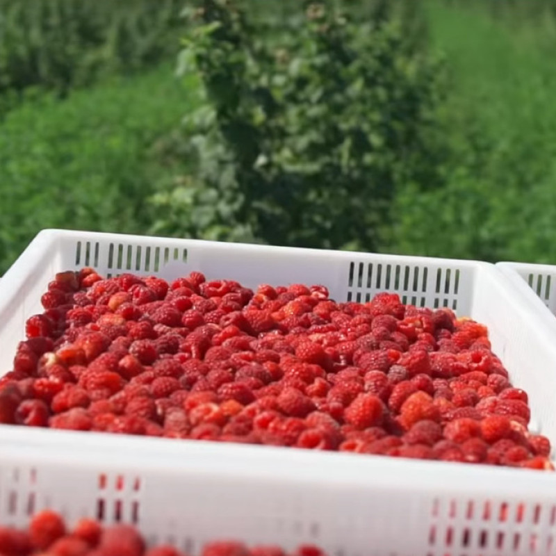 Ящик 600х400х70 пластиковий перфорований білий